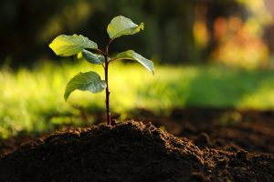 from-spills-to-soil-how-oil-biodegradability-works